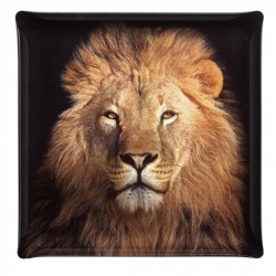 Plateau Acrylic 36x36 Portrait Lion
