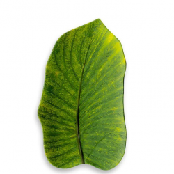 Plateau FEUILLE Verte TOUCHMEL